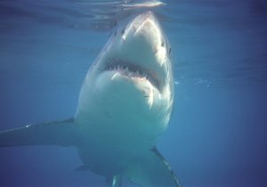 Video and Tips for Shark Cage Diving in Gansbaai